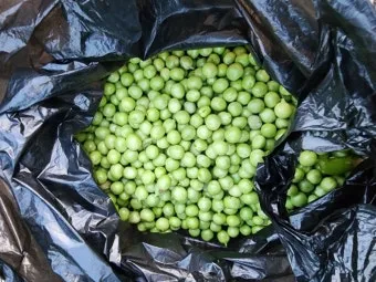 완두콩 재배 추위 견디기 지주 세우기 꼬투리 수확_3