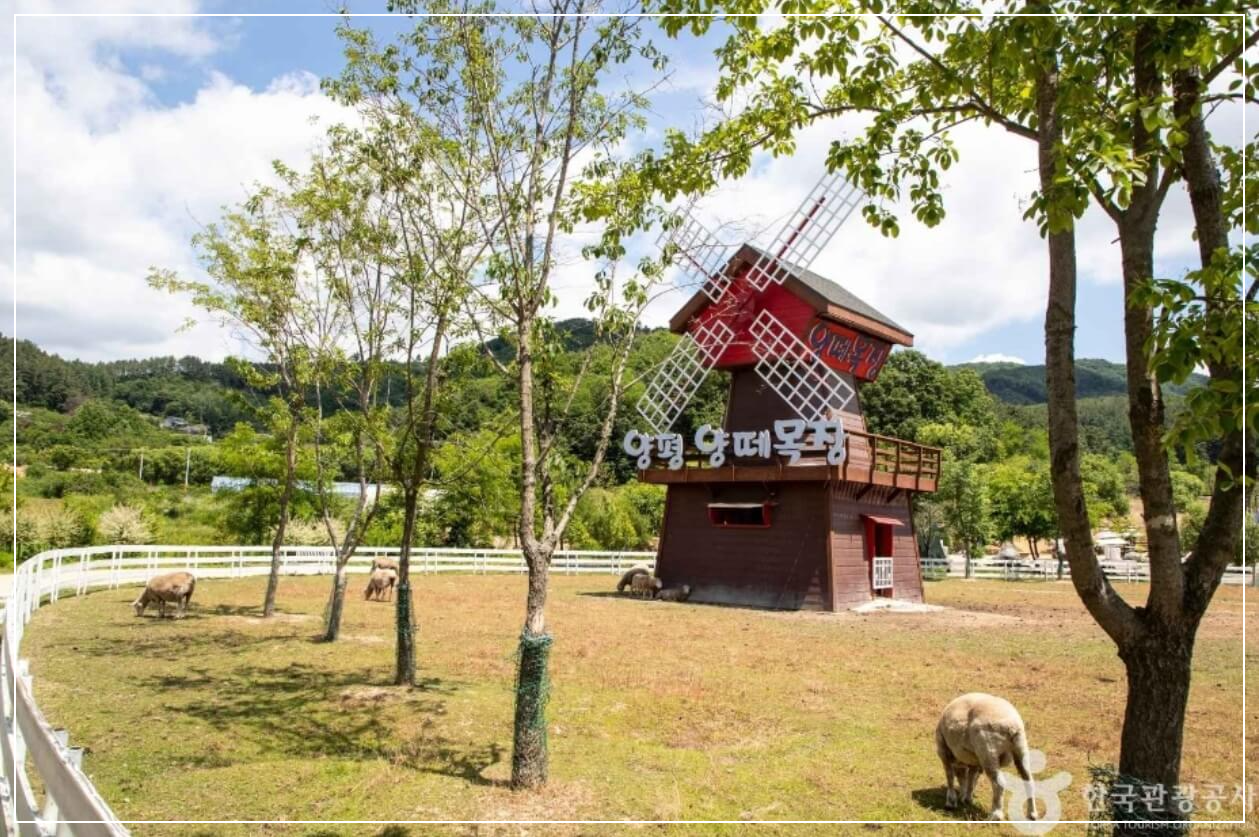 양평 가볼만한곳 베스트10 양평 양떼목장