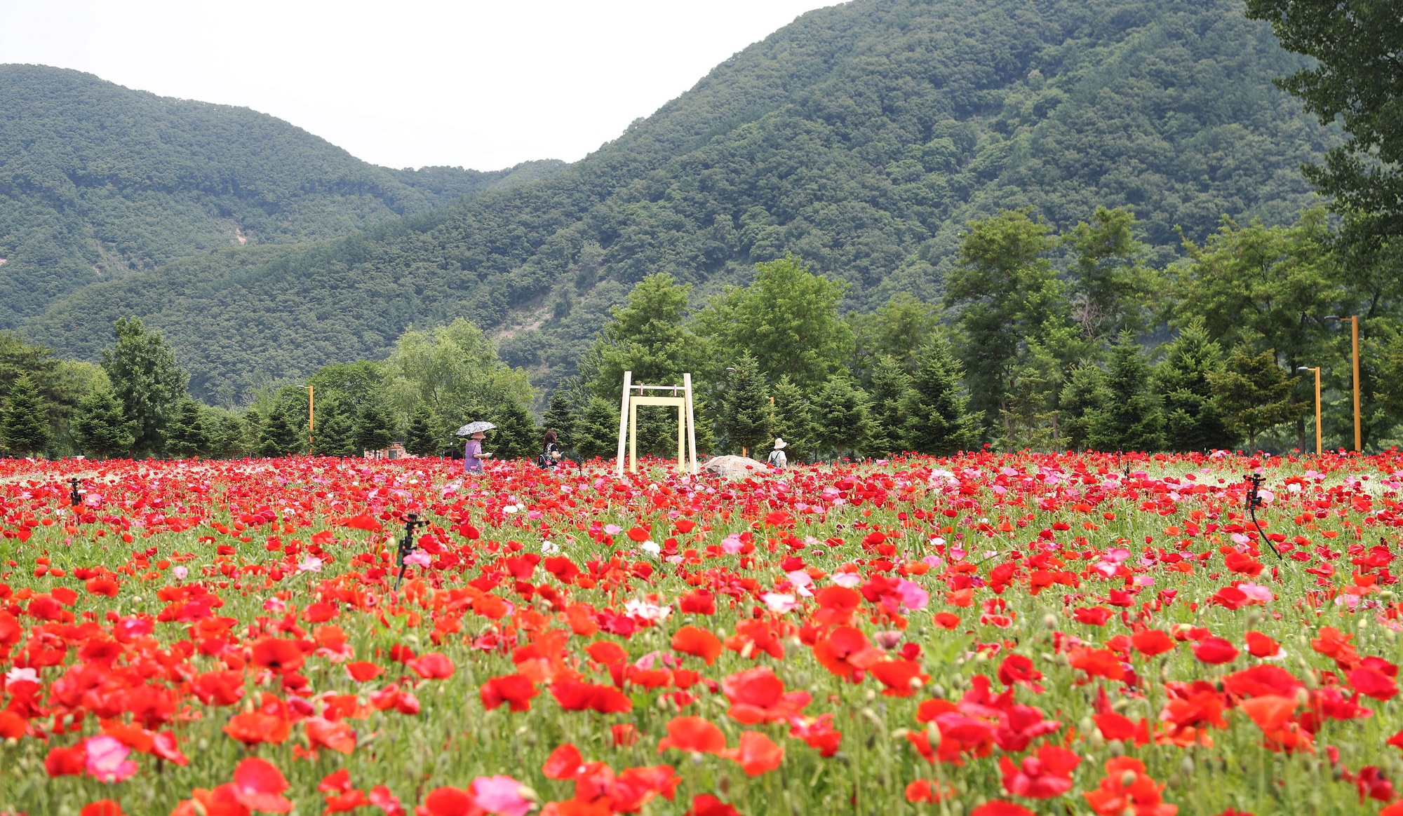 자라섬 꽃축제 1