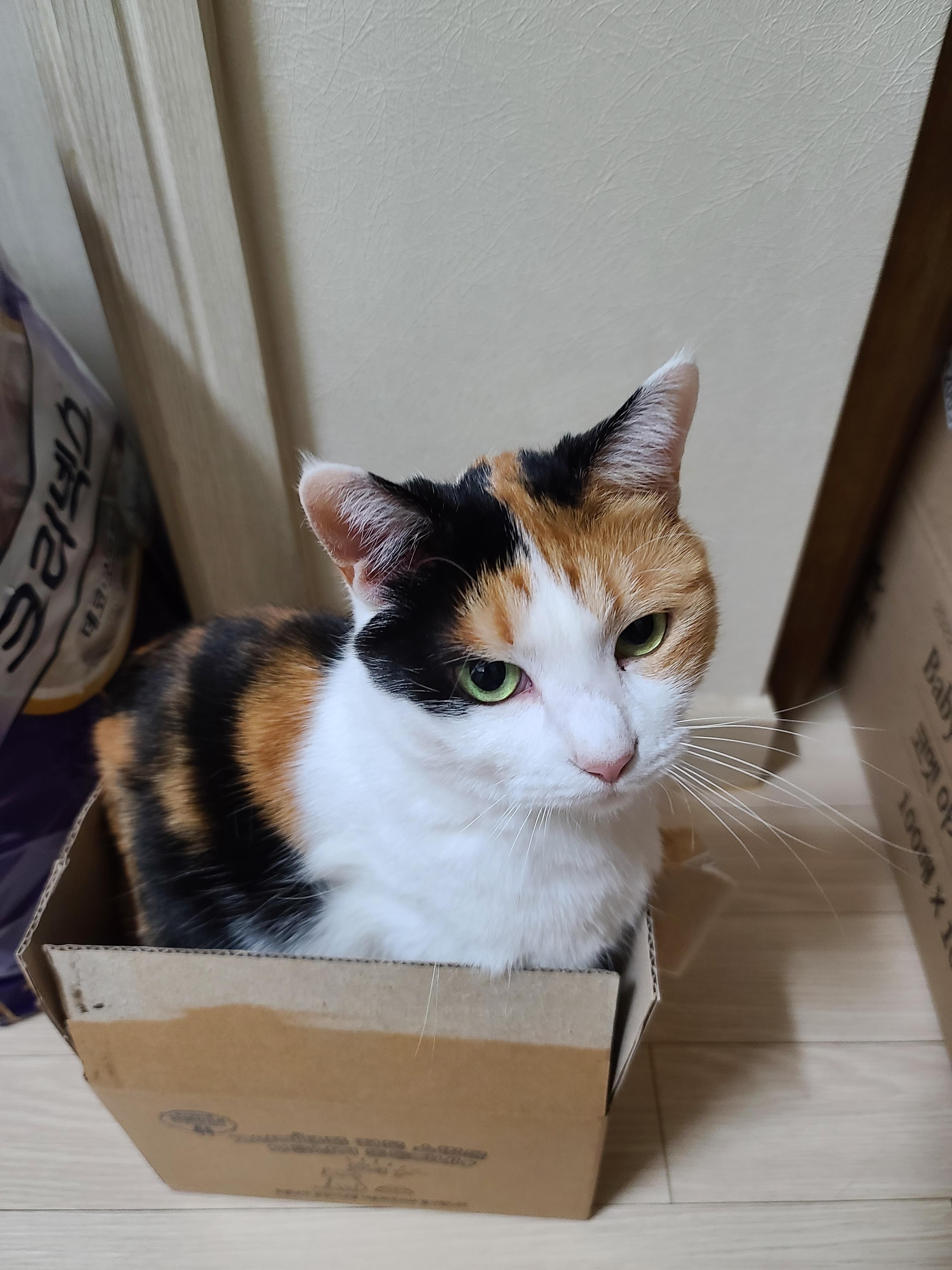 작은 박스에 꾸깃꾸깃 말아넣은 삼색이 고양이 요미. 참으로 유연한 그동물 고양이.