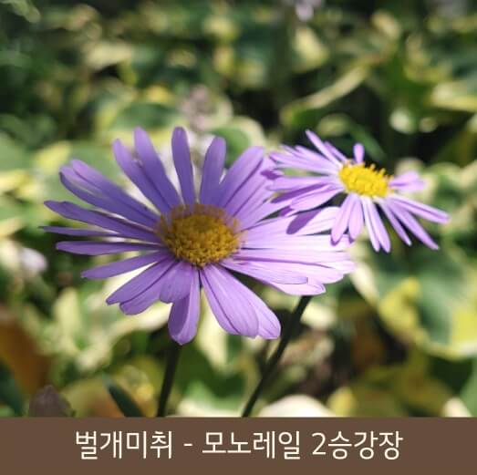 화담숲 예약 방법, 입장료, 케이블카 정보까지 한 번에! 힐링 가득한 여행
