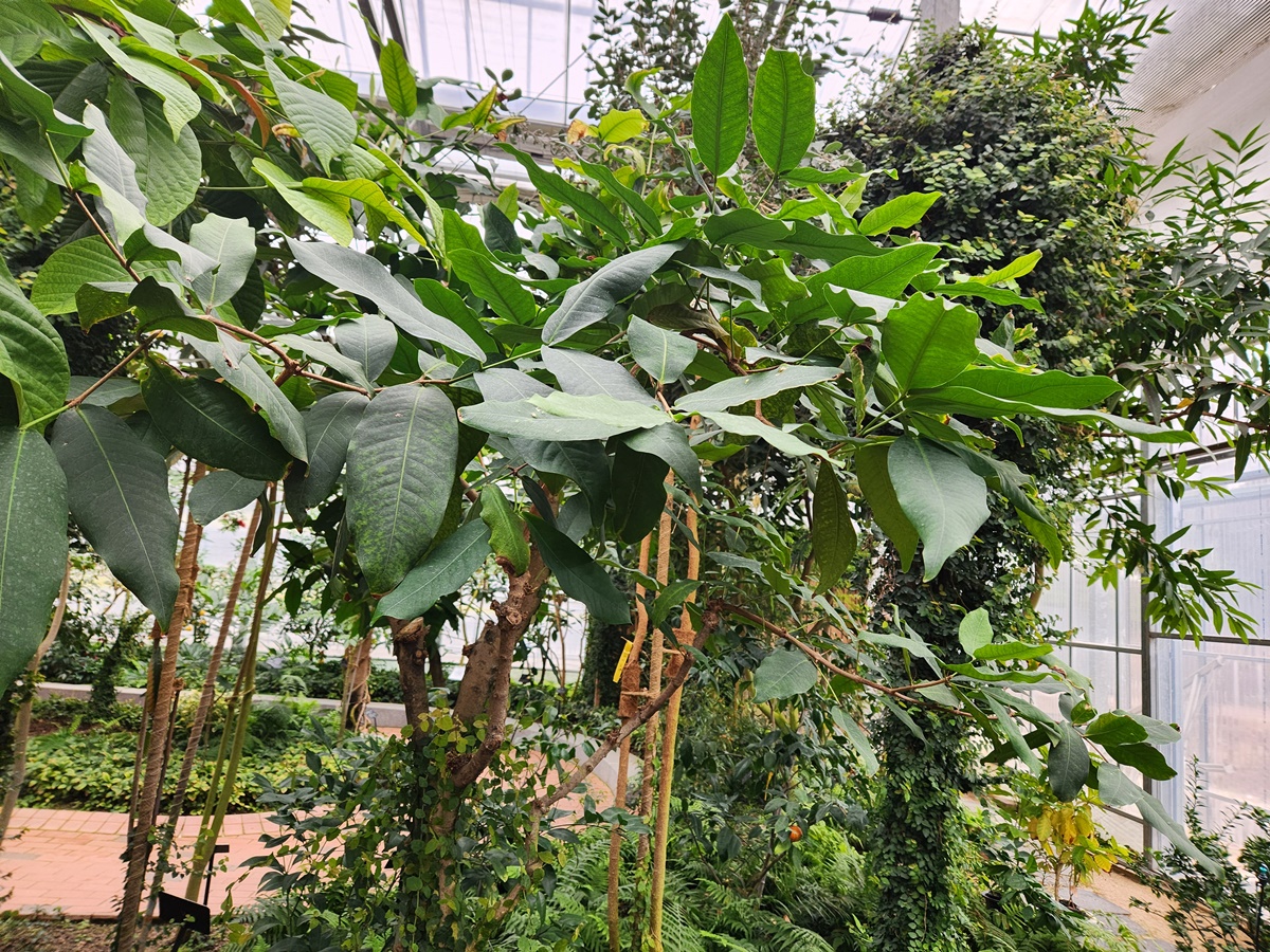 말레이애플 Malay Apple