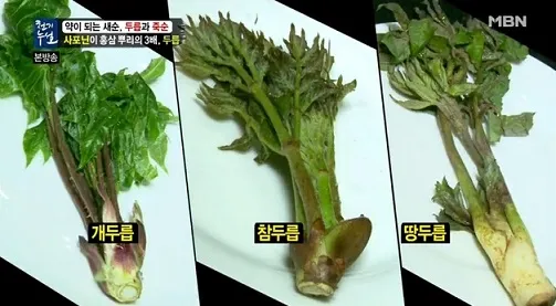 개두릅 참두릅 차이 섭취방법_2