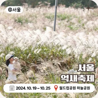 서울 억새축제 2025 일정위치 총정리로 안내_7