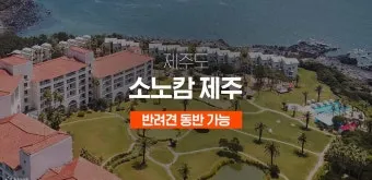 제주 반려견과 함께 가기 좋은 펫프렌들리 숙소 리스트_7
