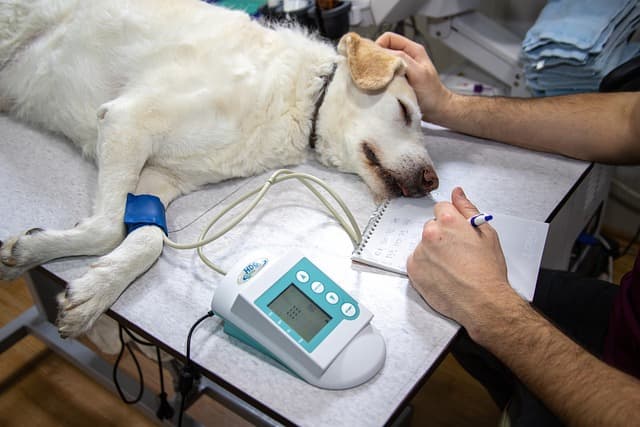canine atopic dermatitis