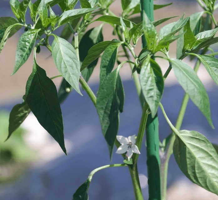 고추 모종 심는 시기 간격 방법 및 키우는 방법 알아보기