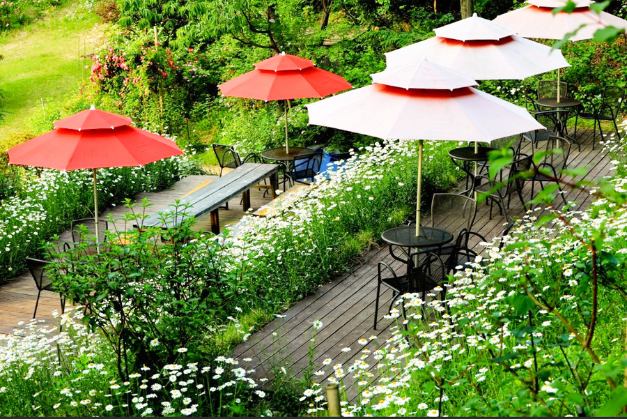 담양 죽화경 데이지 개화 시기, 위치, 입장료 총정리