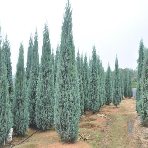 측백나무 종류와 가격