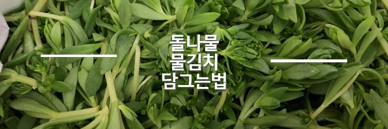돌나물-물김치-담그는법-섬네일