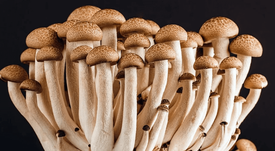 첫 번째 술안주로 좋은 음식 돼지고기 수육