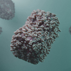 원숭이두창 바이러스