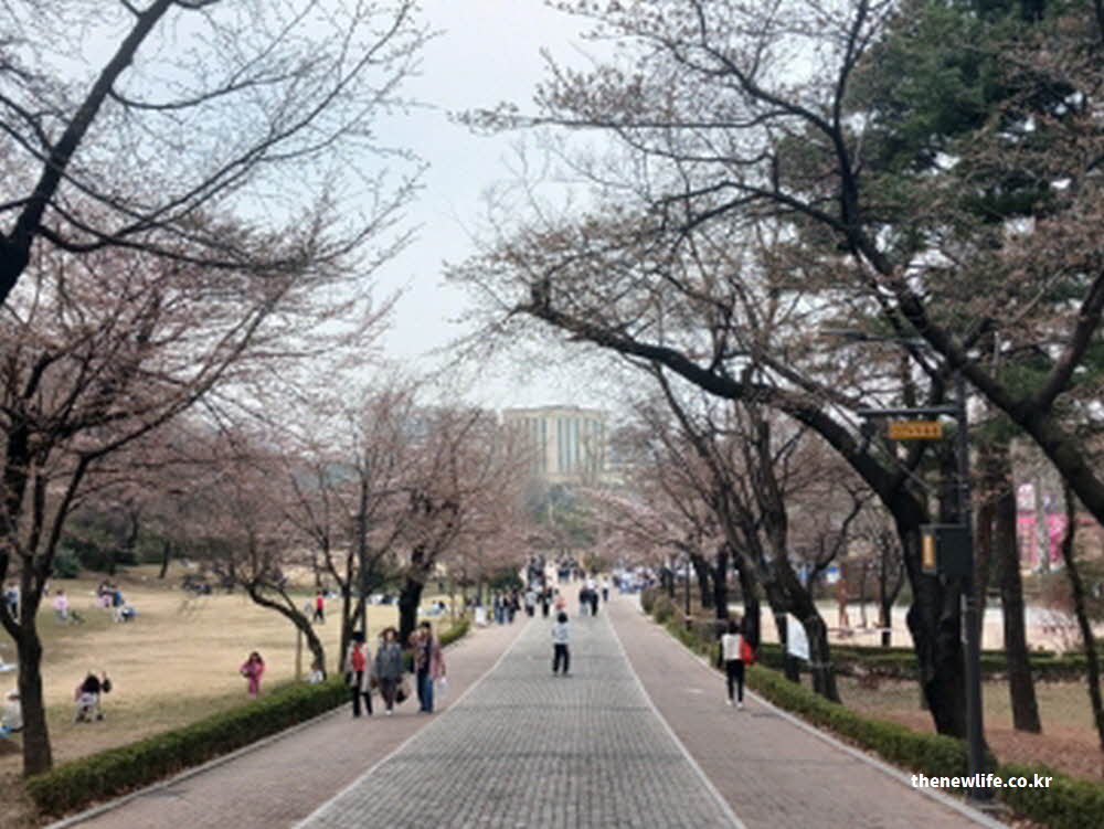 2026년 서울 어린이대공원 벚꽃 사진