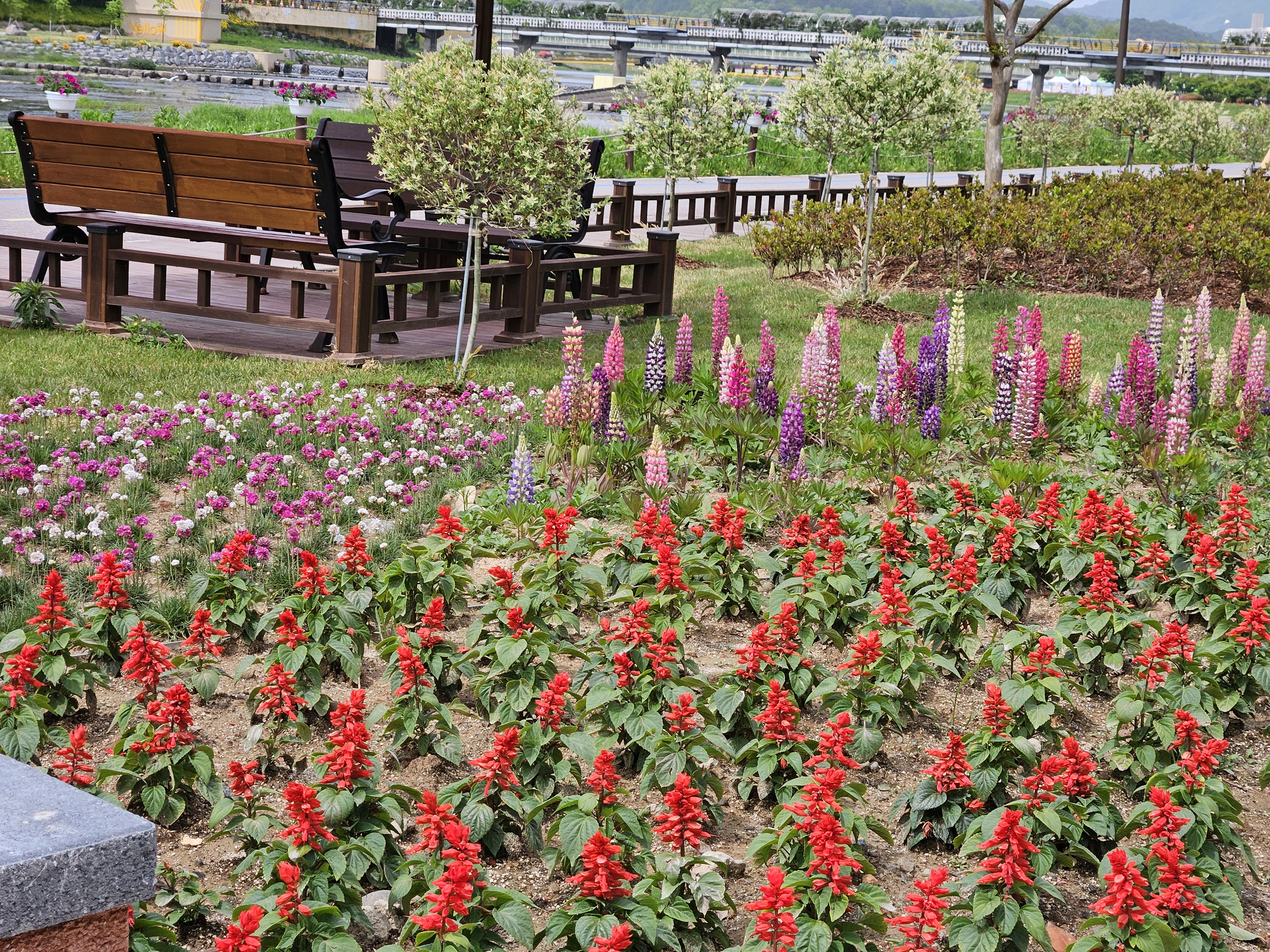 이번 주말 장성으로! 황룡강 꽃길축제, 다채로운 프로그램 '가득'!