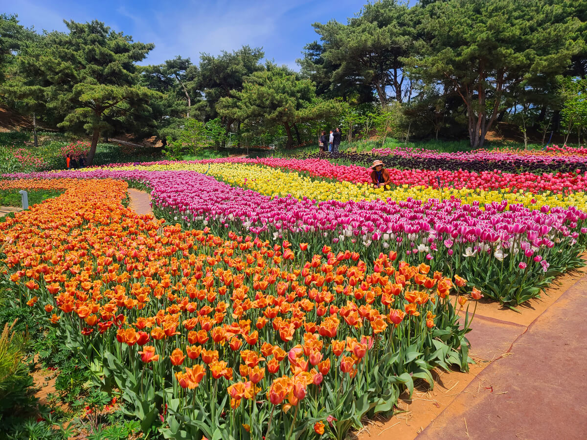 태안 튤립축제