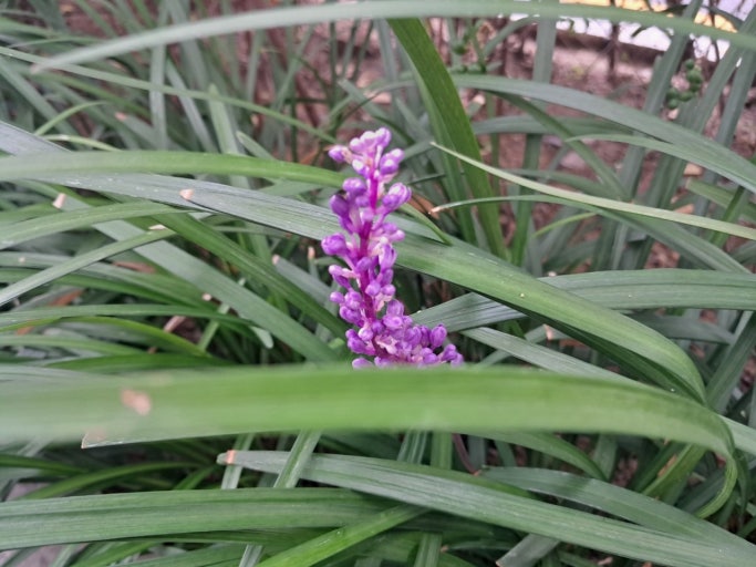 맥문동 효능 먹는법 주의할점 맥문동차