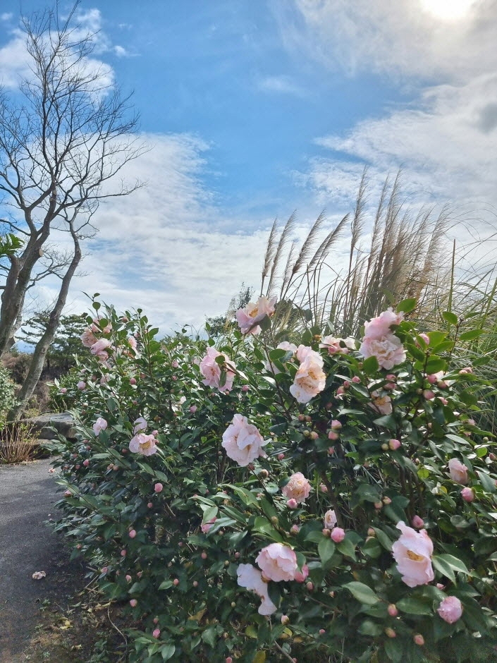 제주 마노르블랑에 꽃이 피어있다.