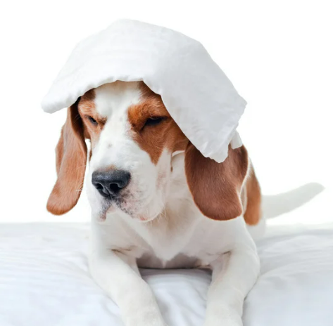 강아지 눈 다래끼 그냥 두면 안되는 이유. 증상, 원인, 치료 총정리