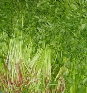 미나리 효능 부작용 고르는법 칼로리