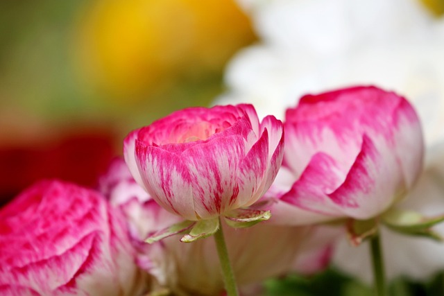 아침고요수목원