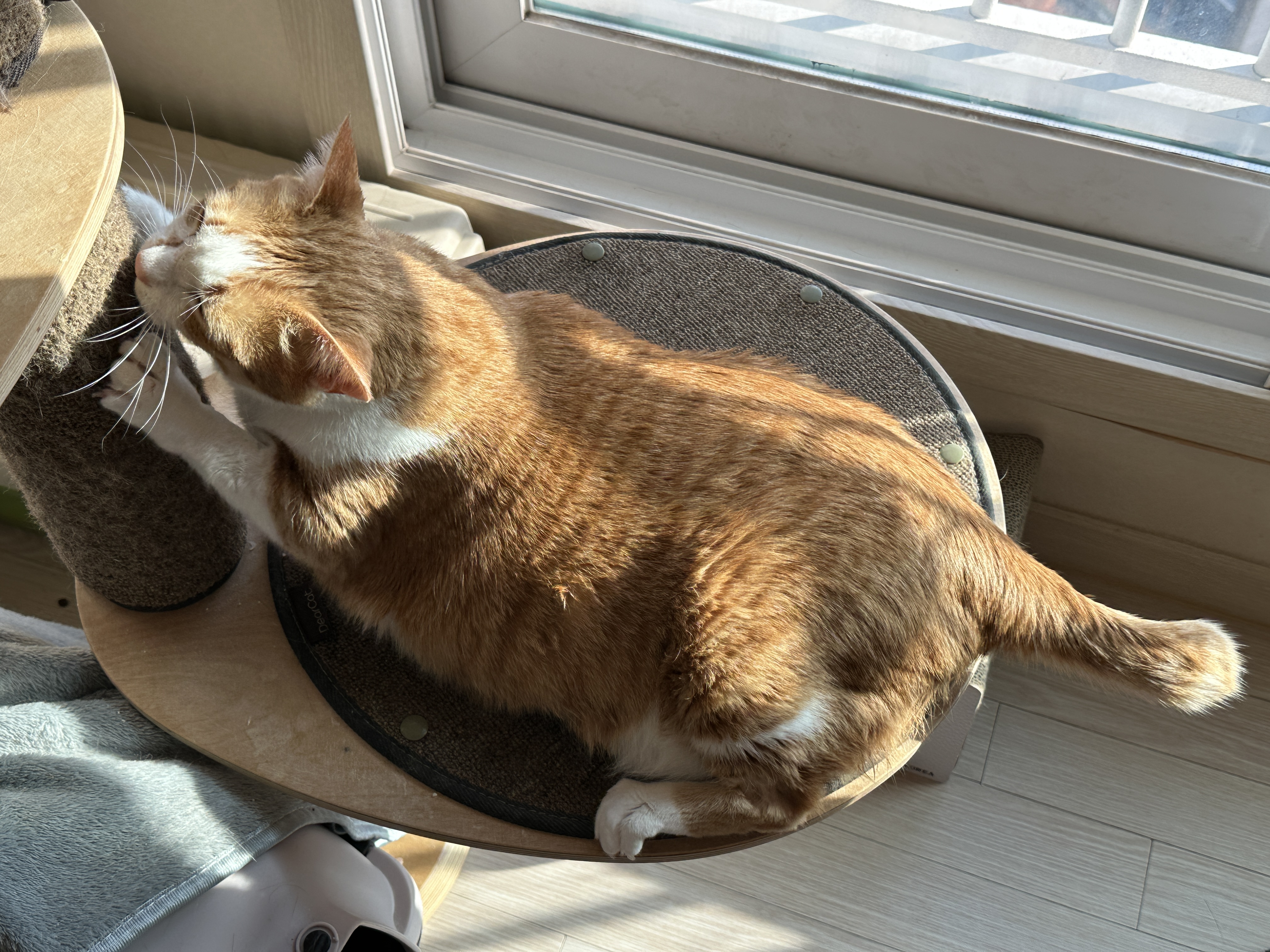 캣폴에_매달려_스크래칭중인_호야_1