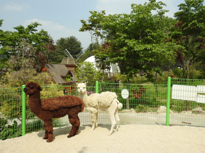 아침고요수목원 수국축제