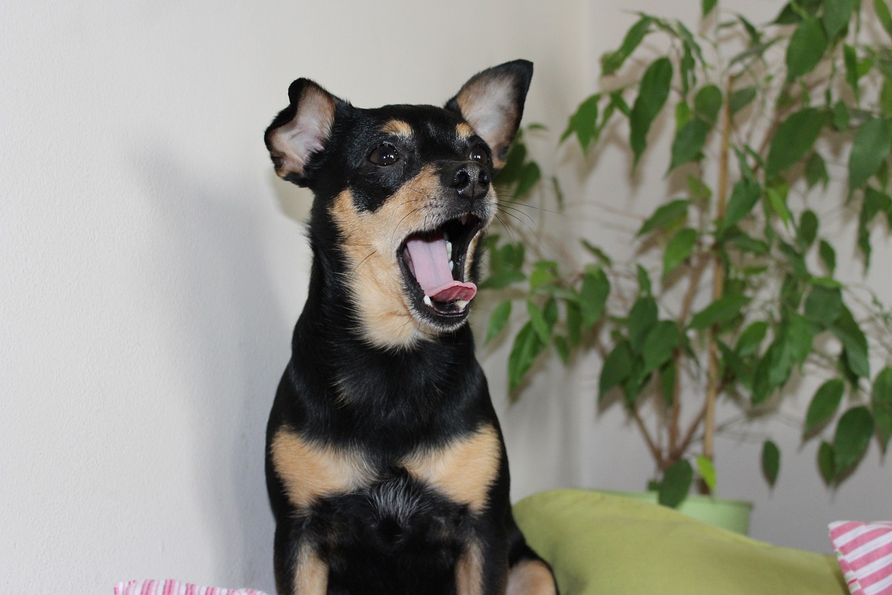 하품이 자주 나오는 이유