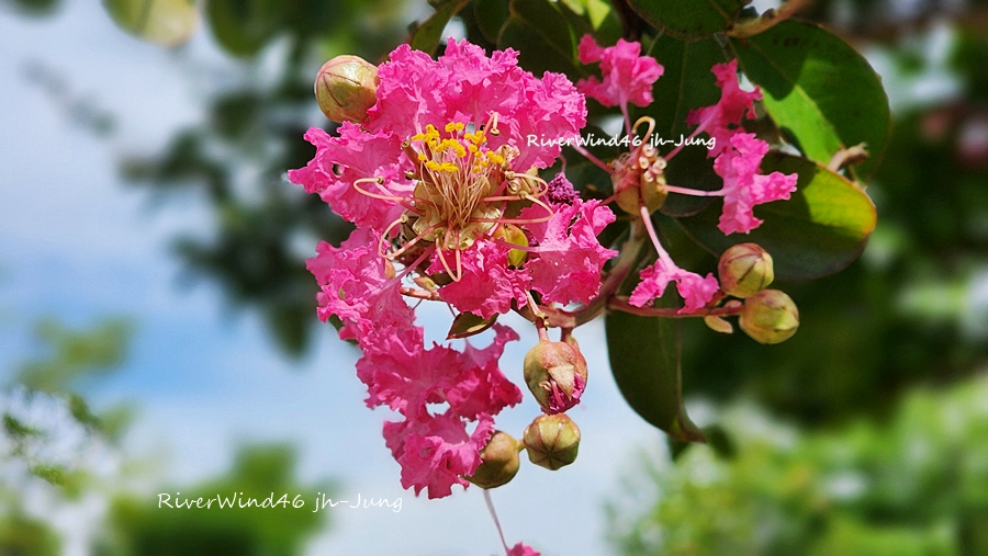 배롱나무꽃,백일홍나무꽃, Lagerstroemia indica