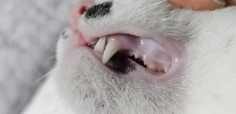 &amp;quot;고양이