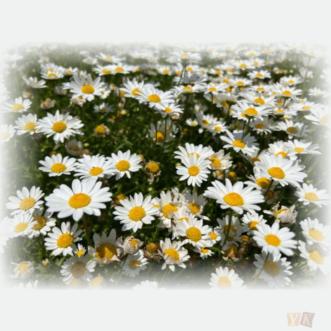 4월 인사말 모음, 직장부터 가족까지 센스있는 문자와 카드 문구