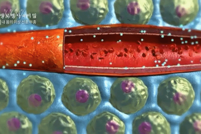 종아리 얼굴 붓는 이유, 붓기 부기 부종 원인 증상, 생로병사의 비밀, 다이어트 건강, 팁줌 매일꿀정보