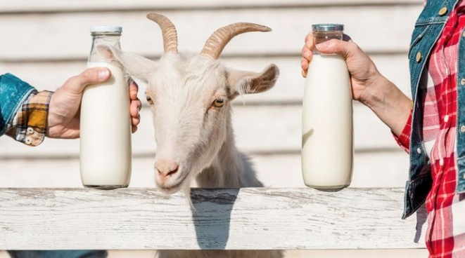 산양유 단백질 효능 부작용 먹는법 및 관절단백질 중요성