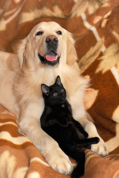 반려동물 습성의 뿌리, 고양이·강아지 진화사에서 찾다