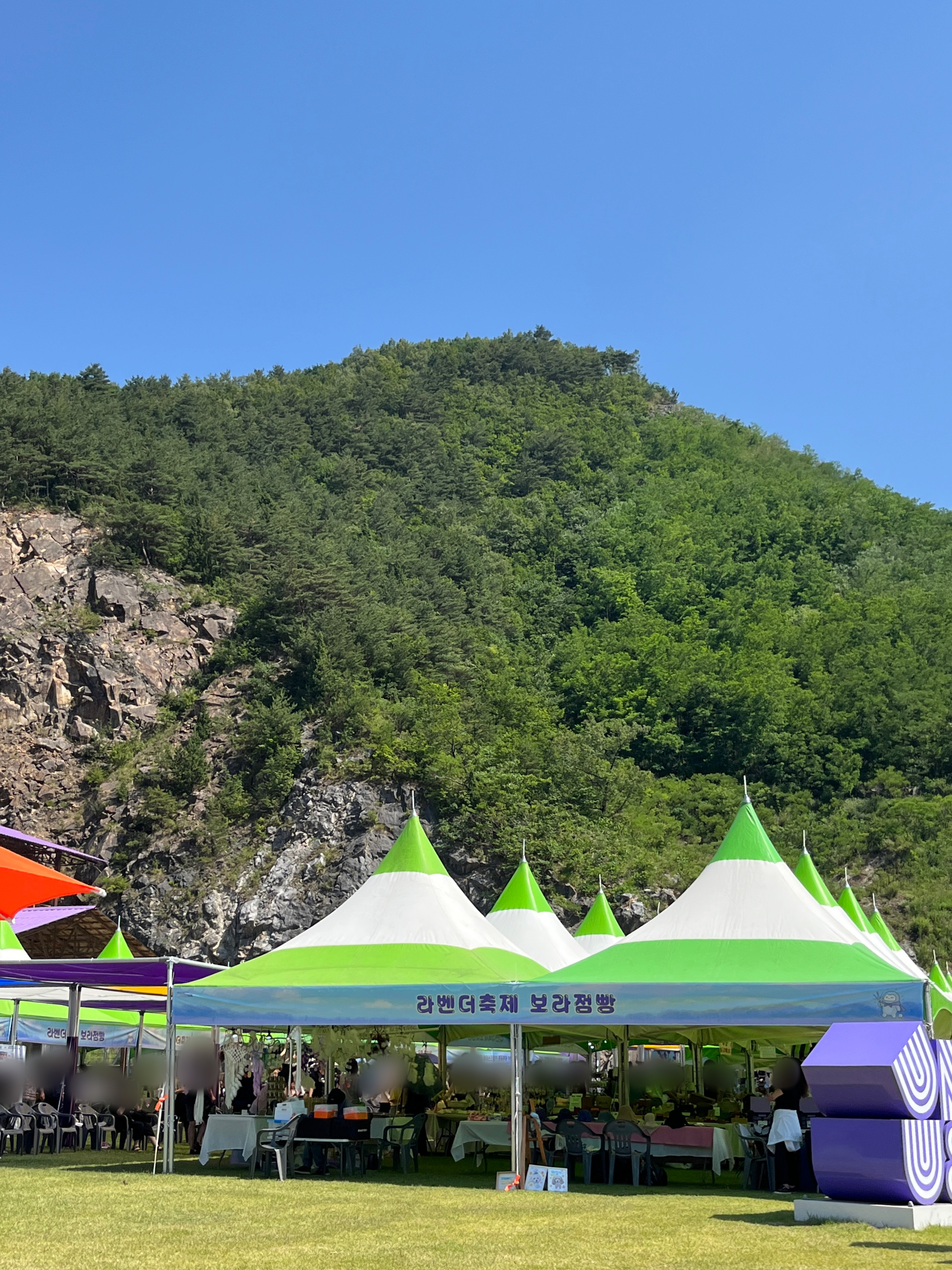 무릉별유천지 라벤더