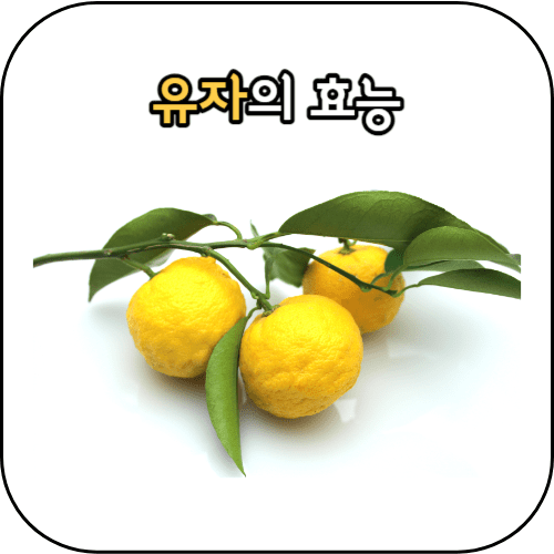유자의 효능 썸네일