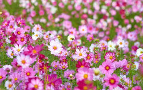 전국 9월 축제 행사 일정