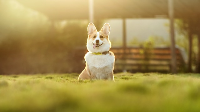 강아지 등록번호 조회