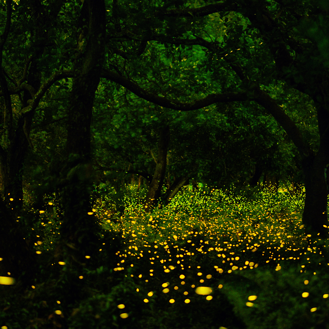 2024 화담숲 반딧불이 축제 예약 방법과 예매 일정 완벽 가이드