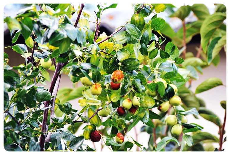 대추 수확 시기