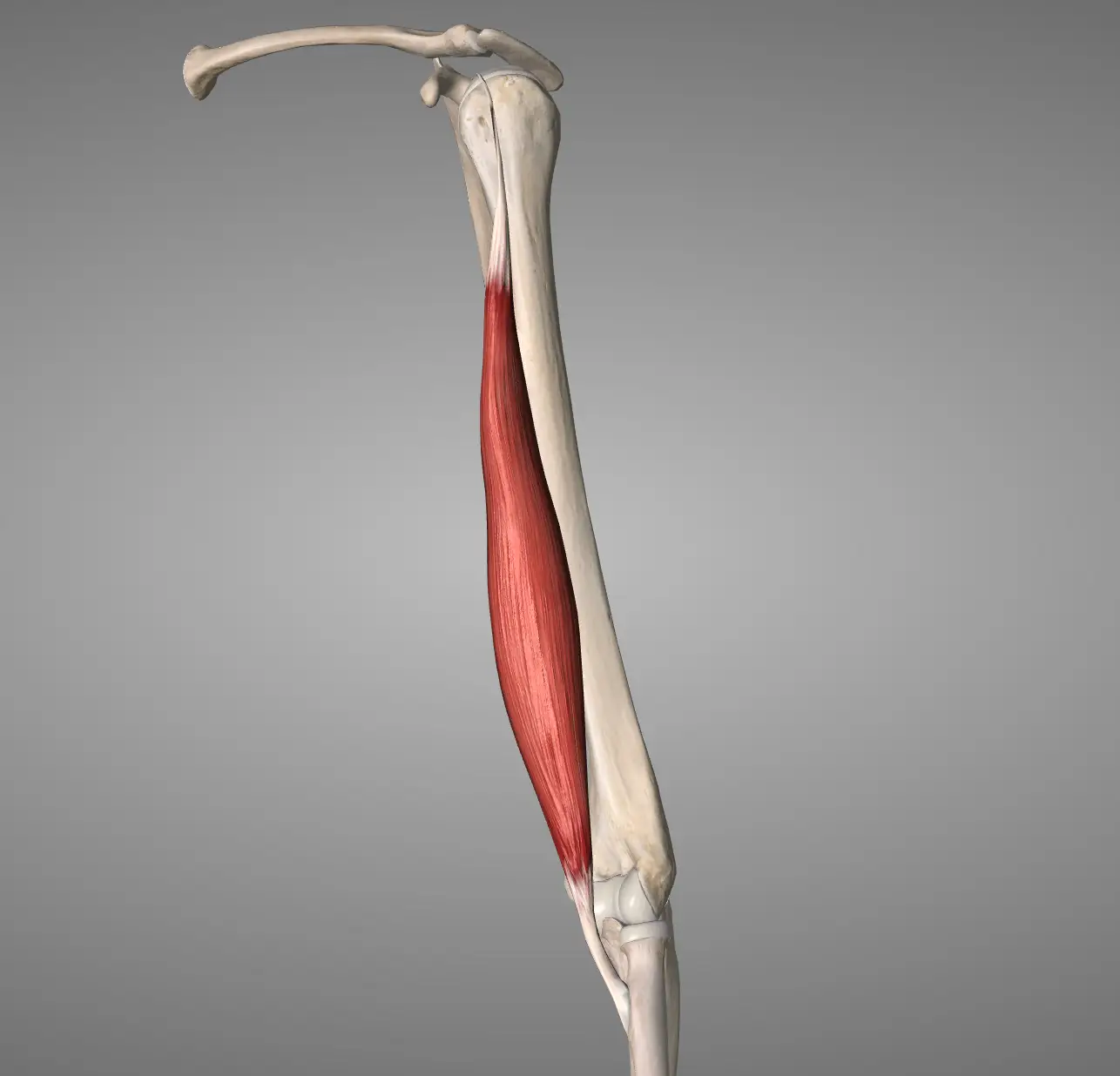이두근건병증(Biceps Tendinopathy)의 원인, 증상 및 치료 방법
