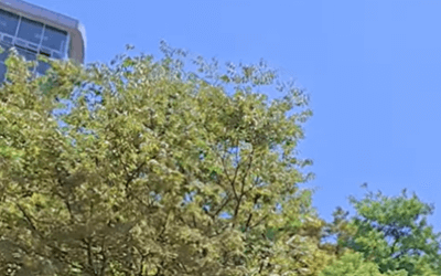 남산 케이블카 가는방법