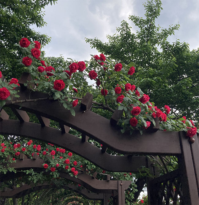 중랑 서울 장미 축제 - 5월 21일 현재 개화 상태