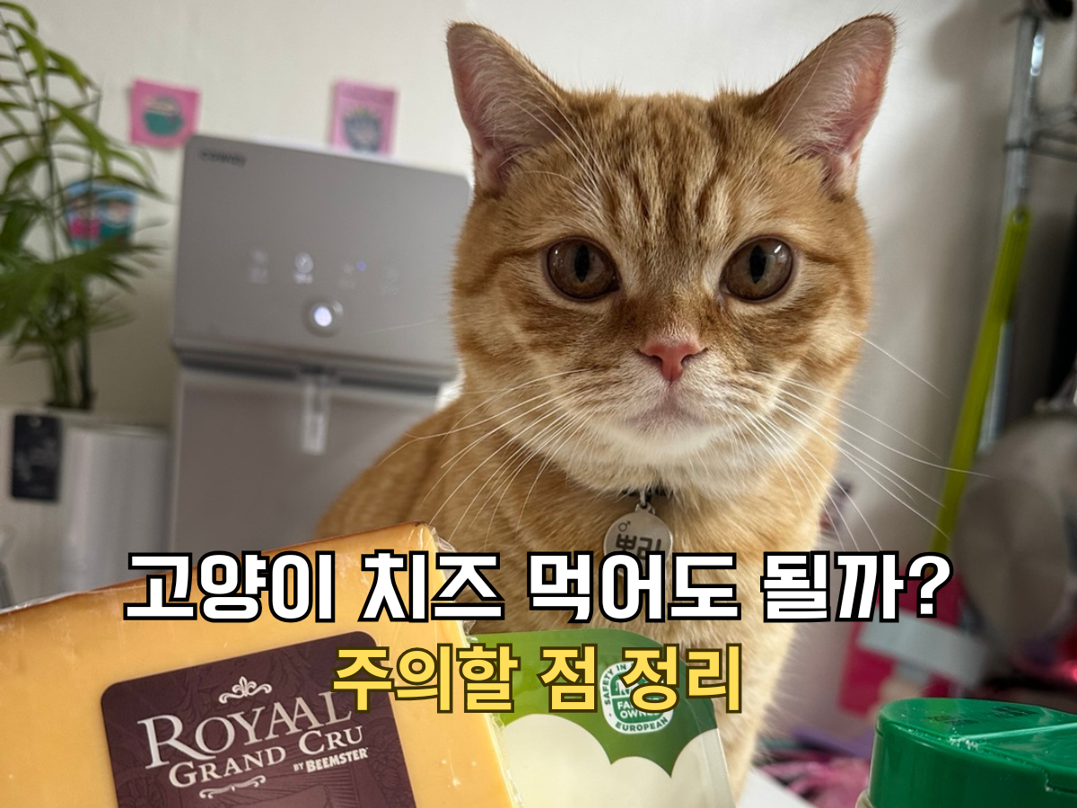 고양이 치즈 먹어도 될까 주의할 점 정리 썸네일, 치즈 앞에서 눈을 동그랗게 뜨고 있는 주황 고양이