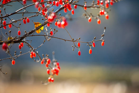 오미자 효능, 부작용, 수확시기 총정리 (2024ver)