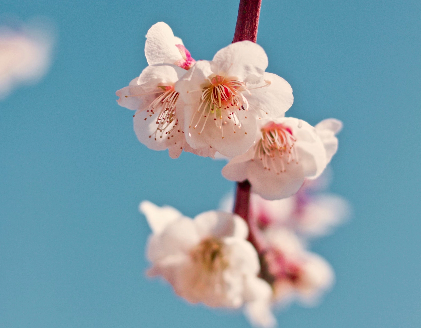 정독도서관 벚꽃 주차장