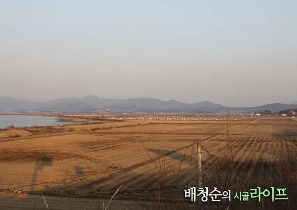 천수만철새도래지