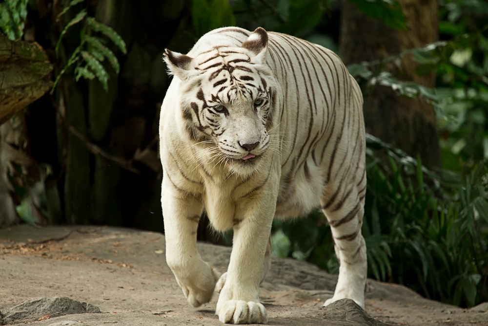 싱가포르 여행 준비물