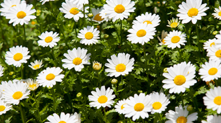 평창 육백마지기