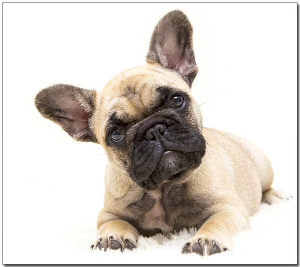 아기 프렌치 불독