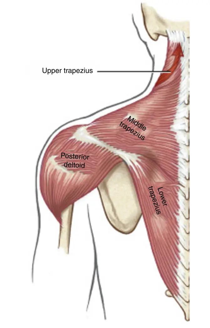 승모근(Trapezius)의 해부학